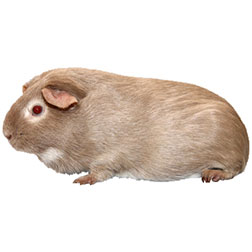 Lilac and Tan Guinea Pig